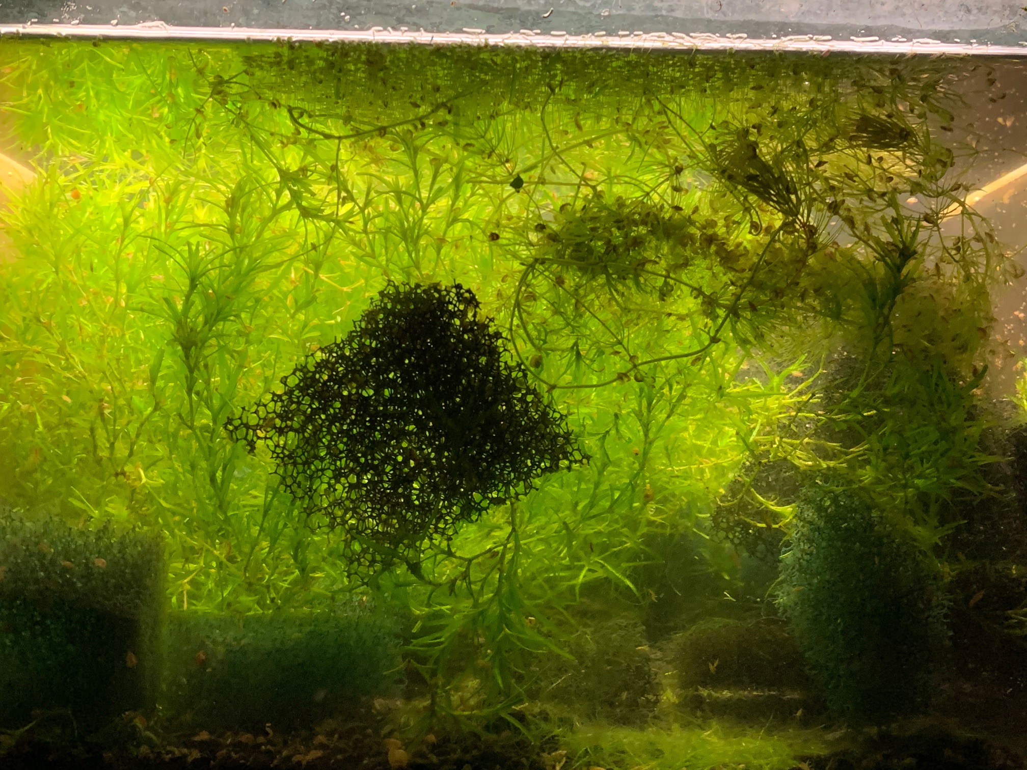 Hyalella 2
